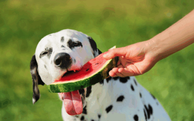 Watch What Your Dog Eats This Summer